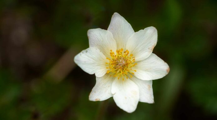 Scopri il fiore nazionale dell'Islanda: Mountain Avens
