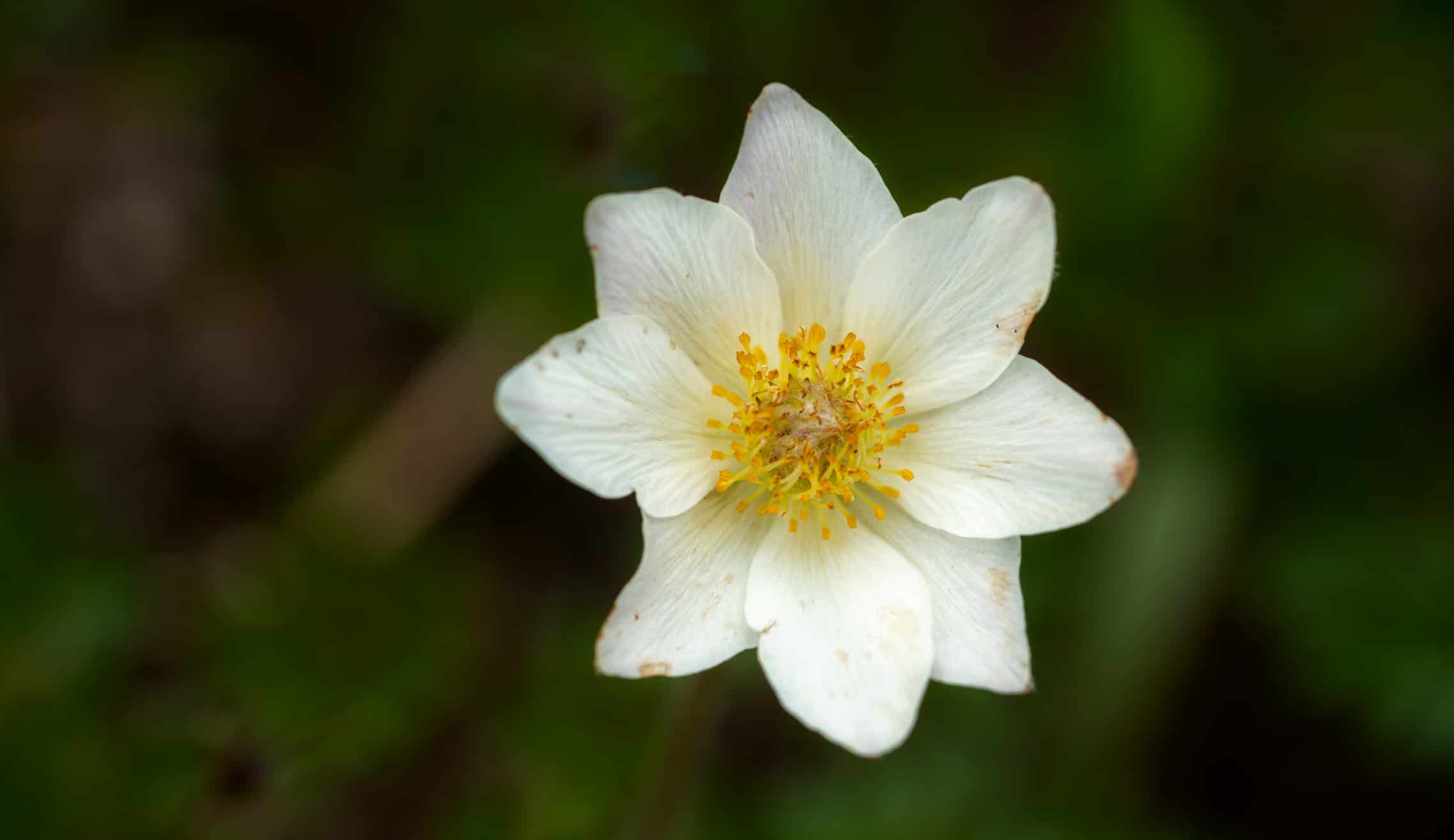 Scopri il fiore nazionale dell'Islanda: Mountain Avens
