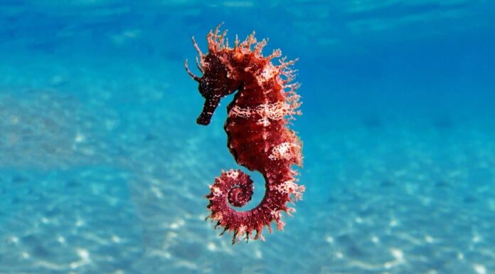 Scopri 8 incredibili acquari e zoo in Arizona
