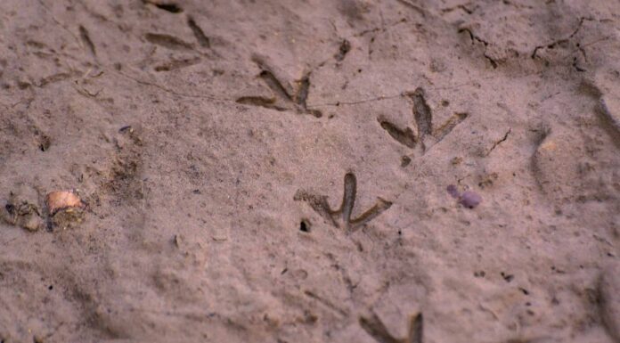 Tracce di uccelli: guida all'identificazione per neve, fango e altro
