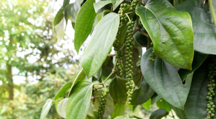 Scala di Scoville: quanto è piccante il pepe nero?
