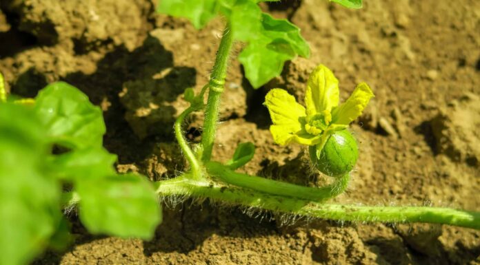 12 verdure da piantare ad aprile
