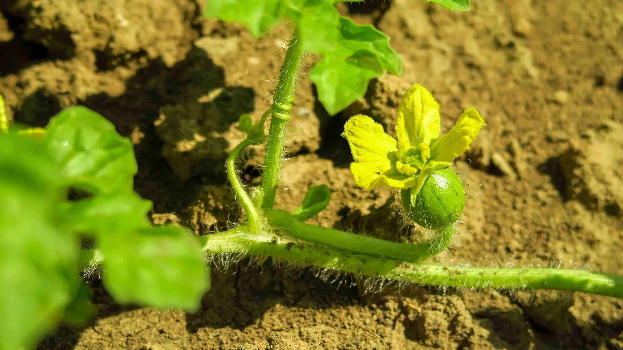 12 verdure da piantare ad aprile