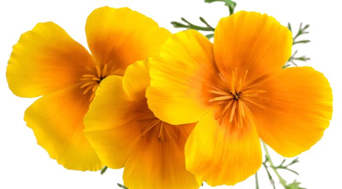 11 fiori da piantare ad aprile 11 fiori da piantare ad aprile