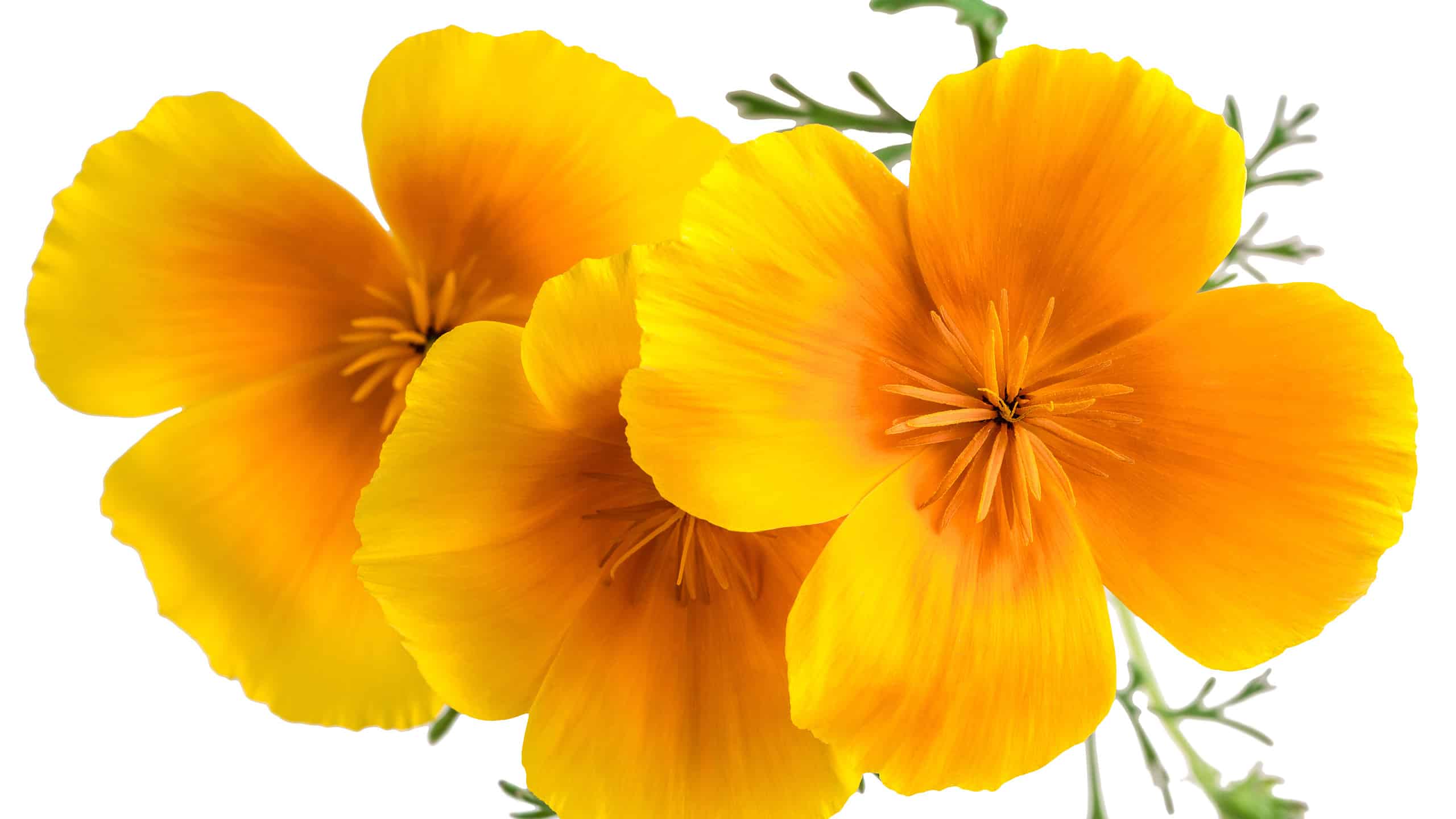 11 fiori da piantare ad aprile