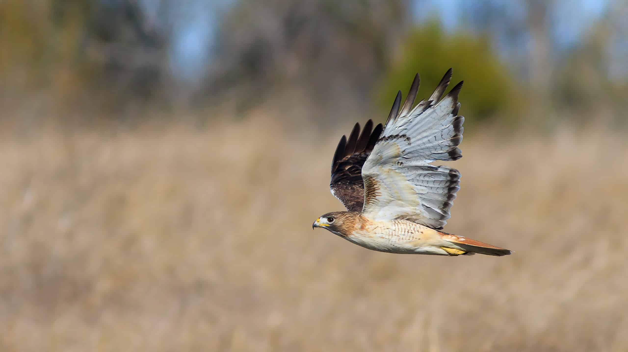 Scopri i 12 animali ufficiali dello stato del New Hampshire