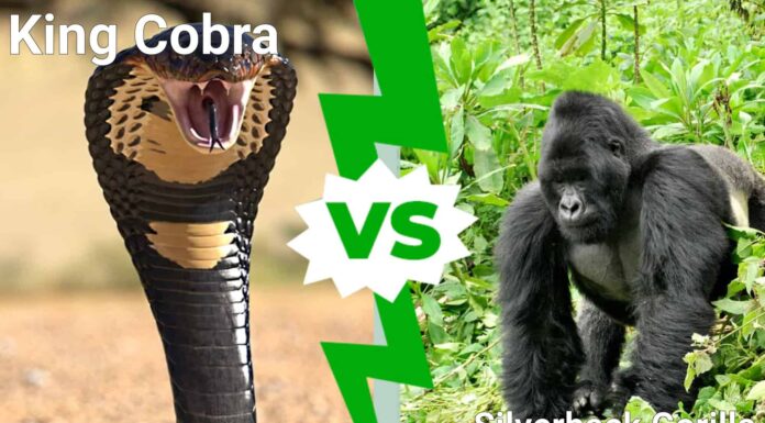 Gorilla staring at the camera