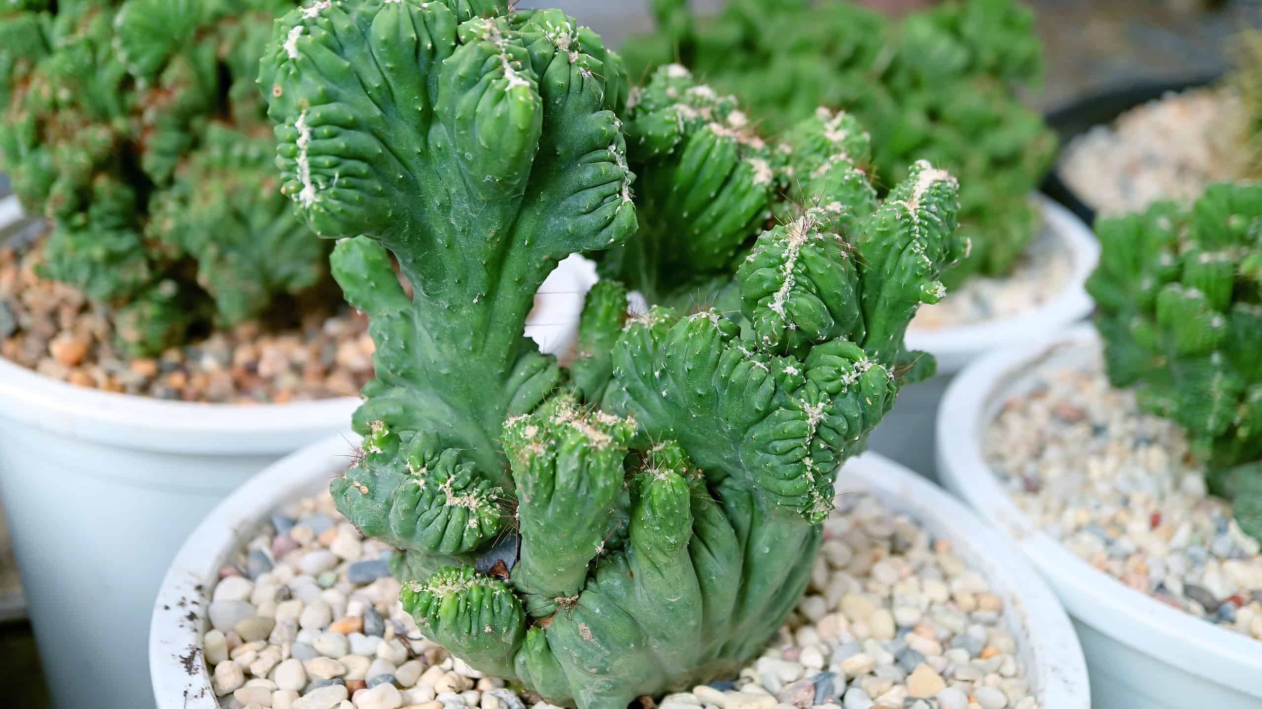 5 tipi di piante di cactus