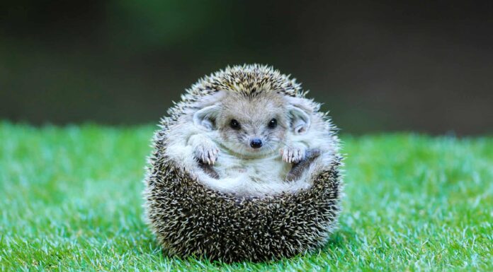  Sì, i ricci possono nuotare!  7 fatti su questi nuotatori sorprendentemente forti
