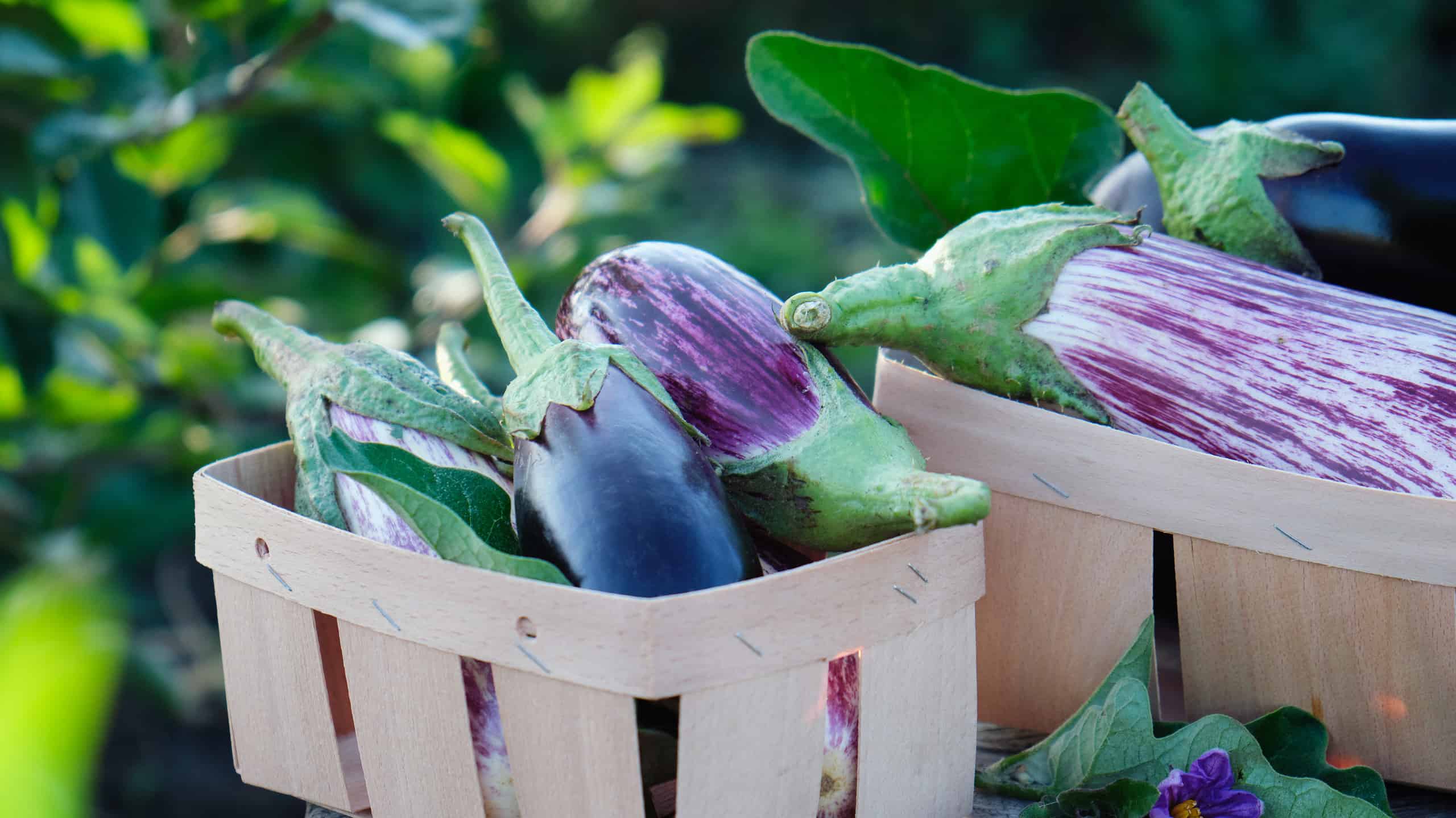 Cosa devono sapere i giardinieri dell'Arkansas questa primavera