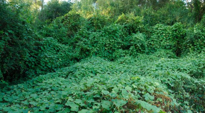 Popolazione di piante invasive per stato
