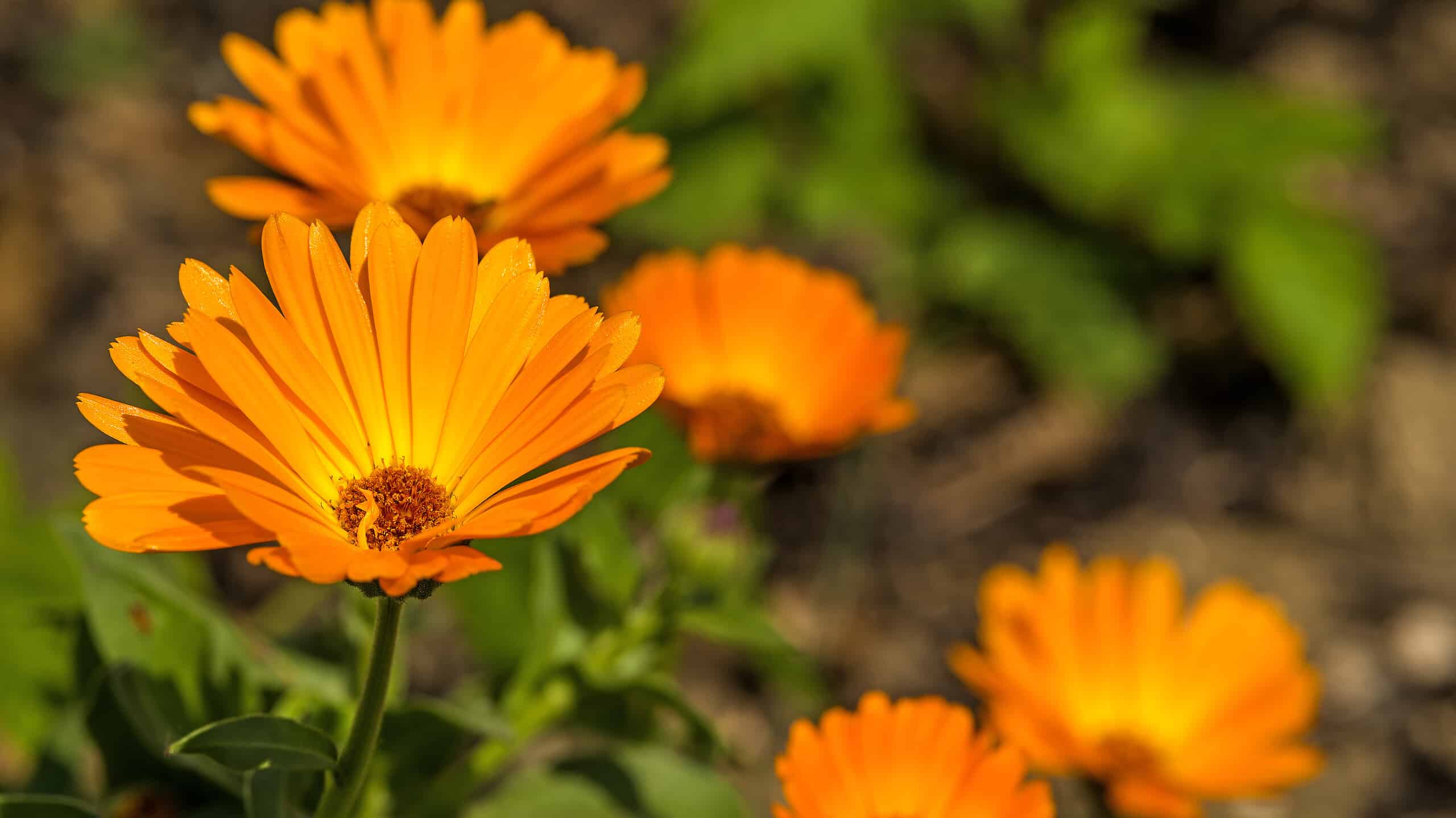 Scopri 8 fantastici fiori primaverili arancioni