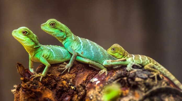 Come si accoppiano le lucertole?
