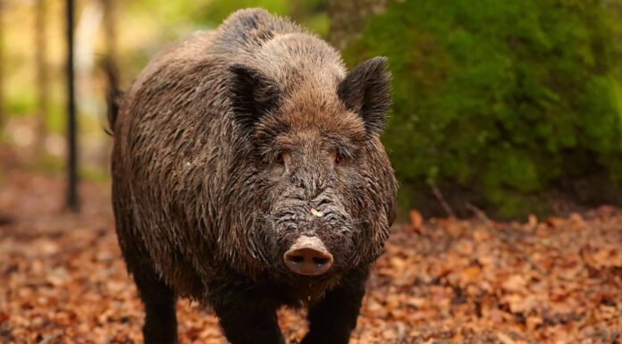 Cinghiali in Georgia: popolazione e regole di caccia
