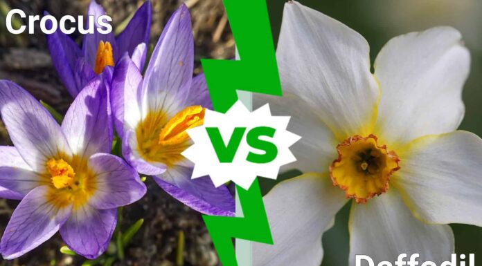 Crocus vs Daffodil: qual è la differenza?
