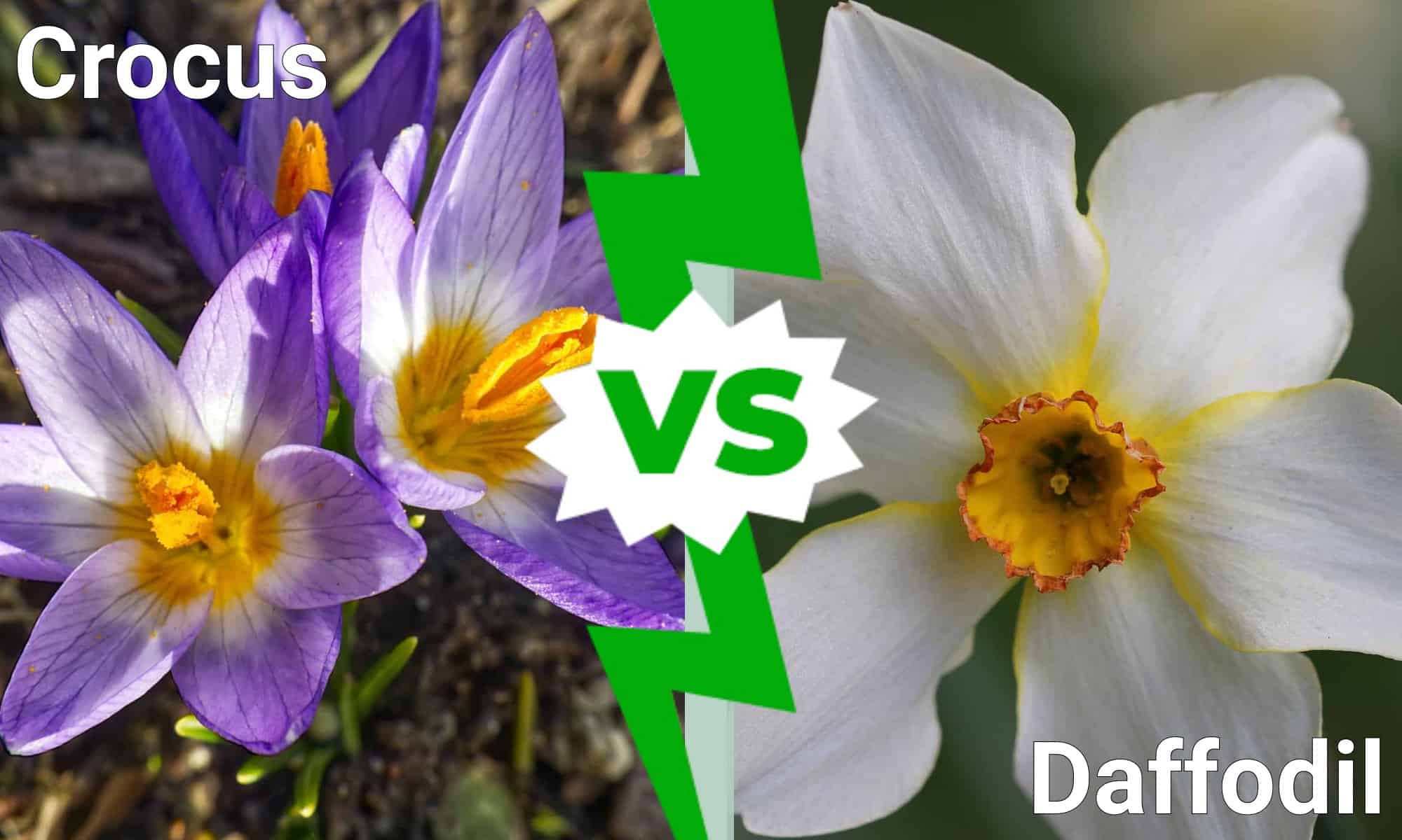 Crocus vs Daffodil: qual è la differenza?