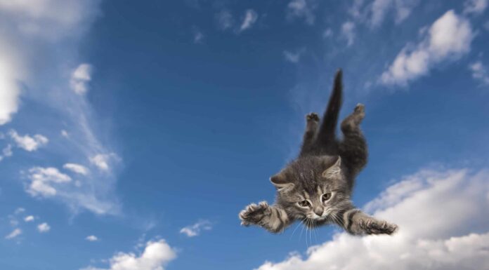 Scopri perché i gatti atterrano sempre in piedi
