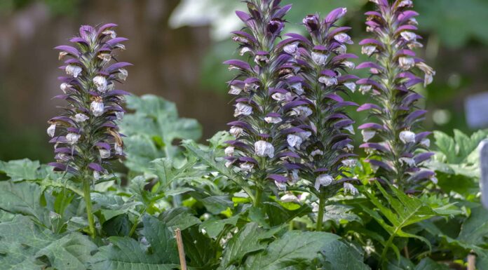 Scopri il fiore nazionale della Grecia: la culatta dell'orso
