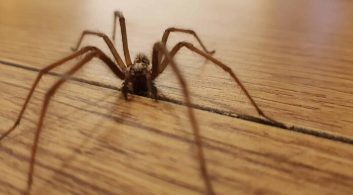 Scopri 6 ragni marroni in Oregon
