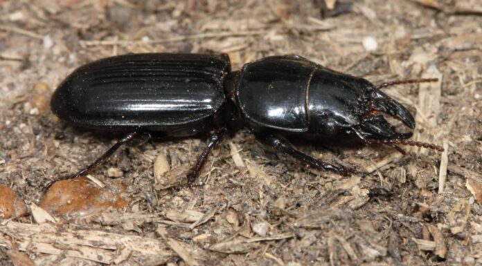 Scopri 10 tipi di coleotteri neri

