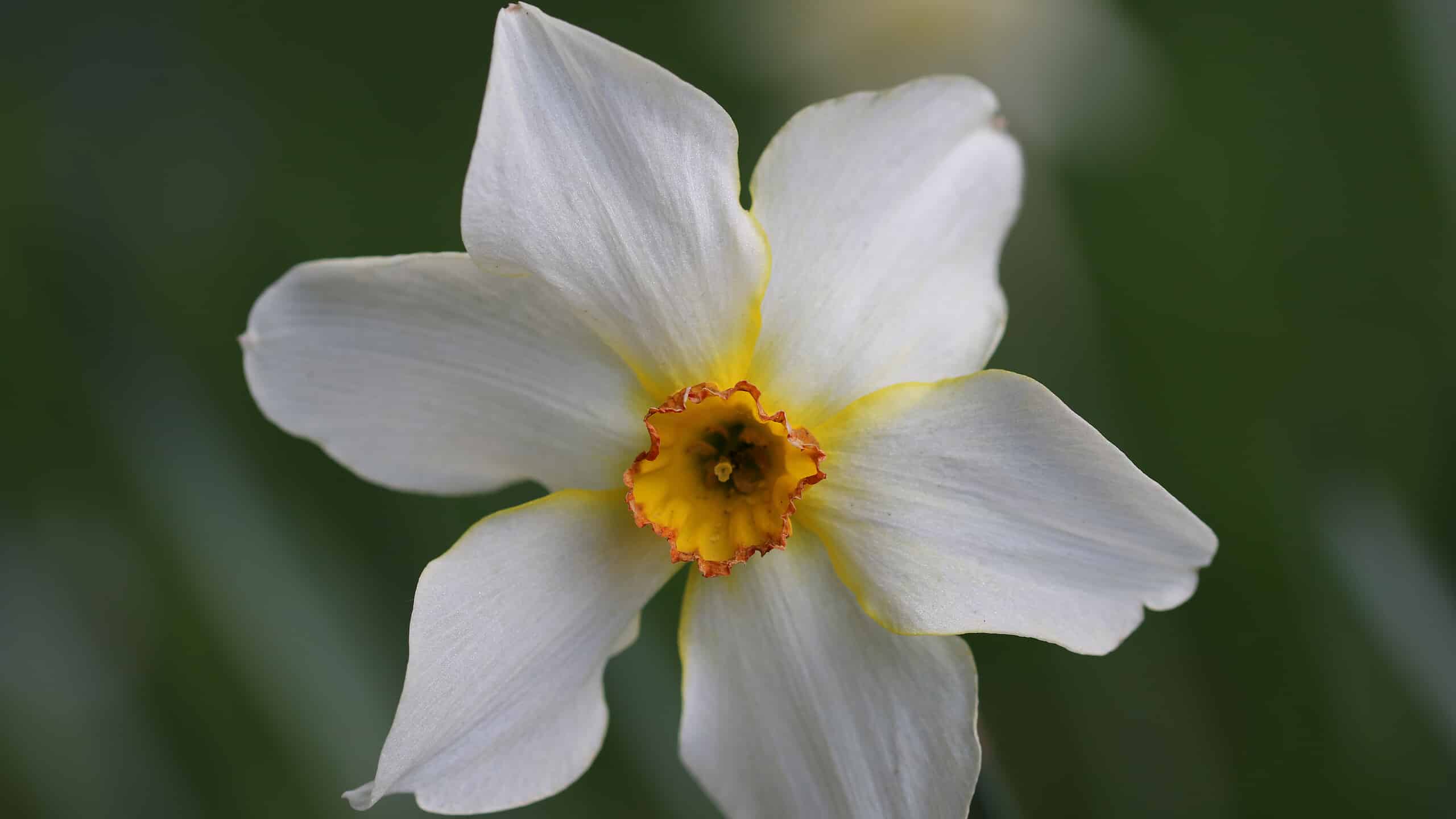 10 tipi di narcisi a coppa piccola