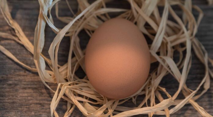 Come vengono fecondate le uova di gallina?
