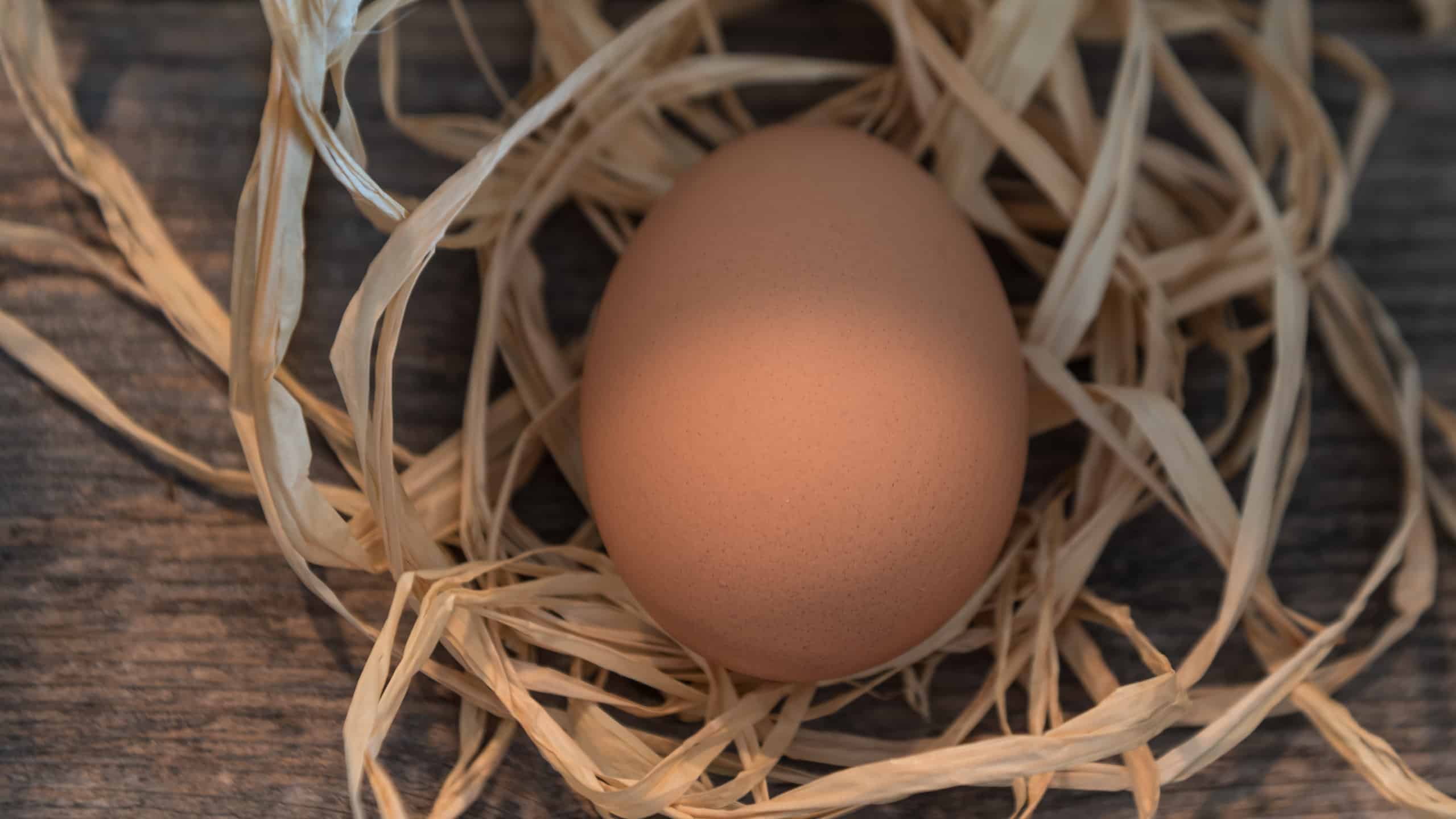 Come vengono fecondate le uova di gallina?