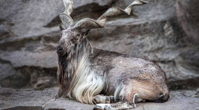 Scopri 10 tipi di animali con le corna

