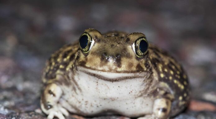 9 rospi dell'Arizona: quali sono velenosi per l'uomo?
