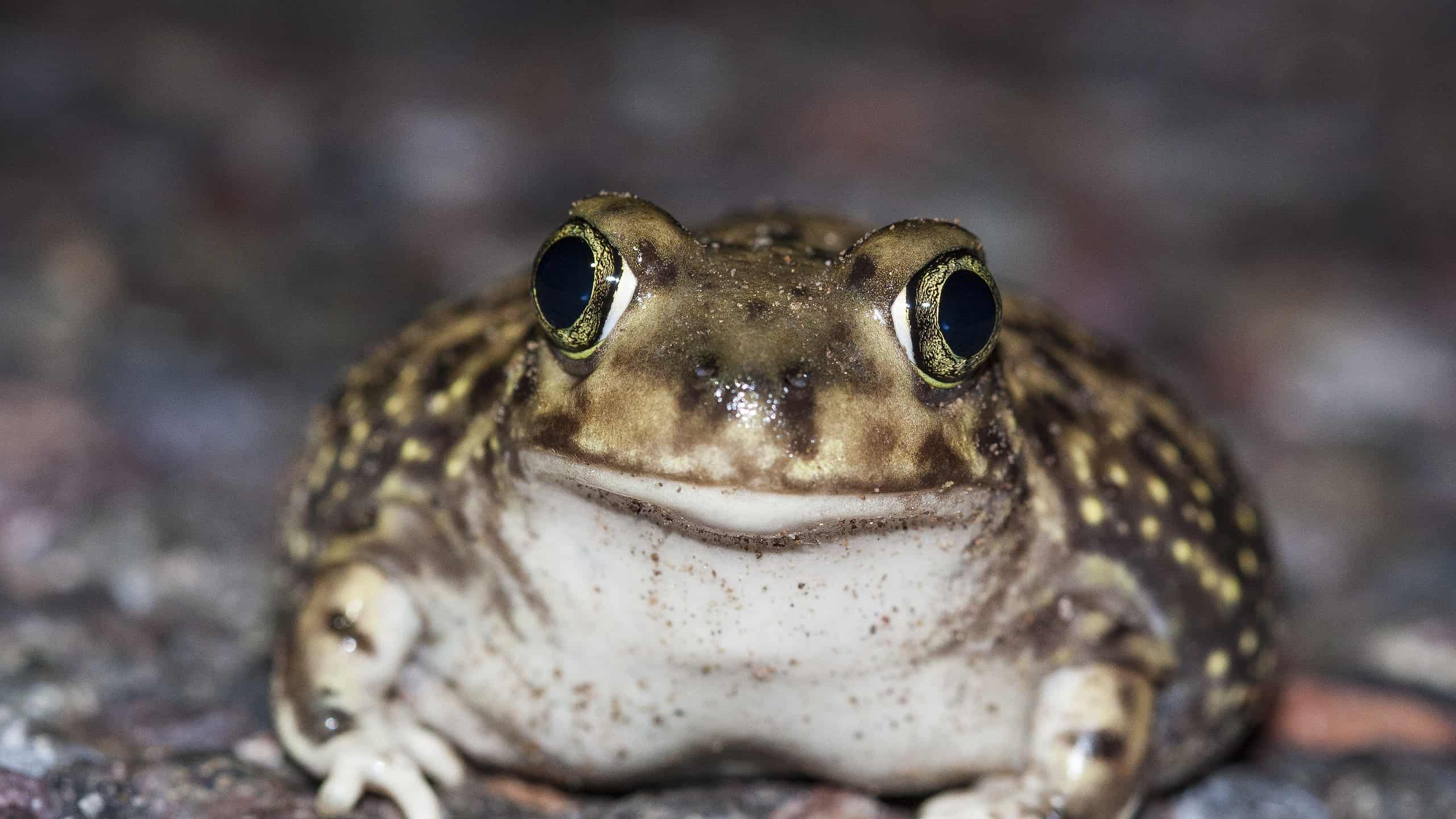 9 rospi dell'Arizona: quali sono velenosi per l'uomo?