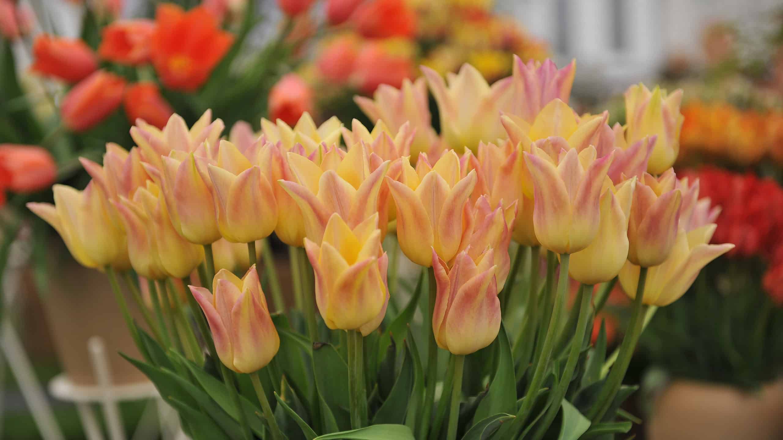 Le 11 migliori canzoni sui fiori