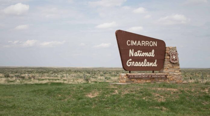 Scopri la foresta più grande del Kansas (e le creature in agguato al suo interno)
