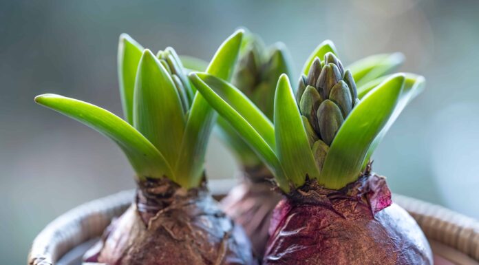 Bulbi da fiore: come piantare, prendersi cura e coltivare bellissime fioriture
