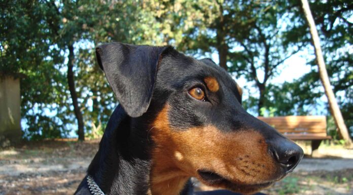 6 tipi fedeli di cani Pinscher
