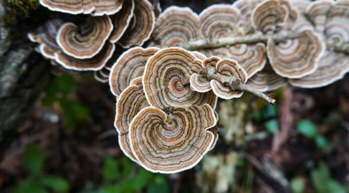 Funghi coda di tacchino: una guida completa
