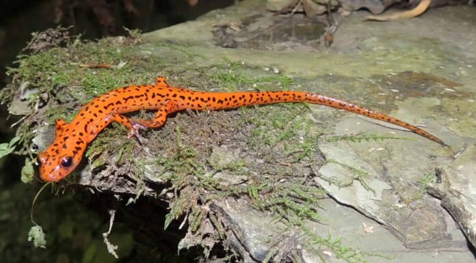 11 animali rari che vivono nella Mammoth Cave del Kentucky
