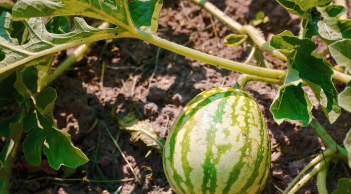 Cosa devono sapere i giardinieri del Nevada questa primavera
