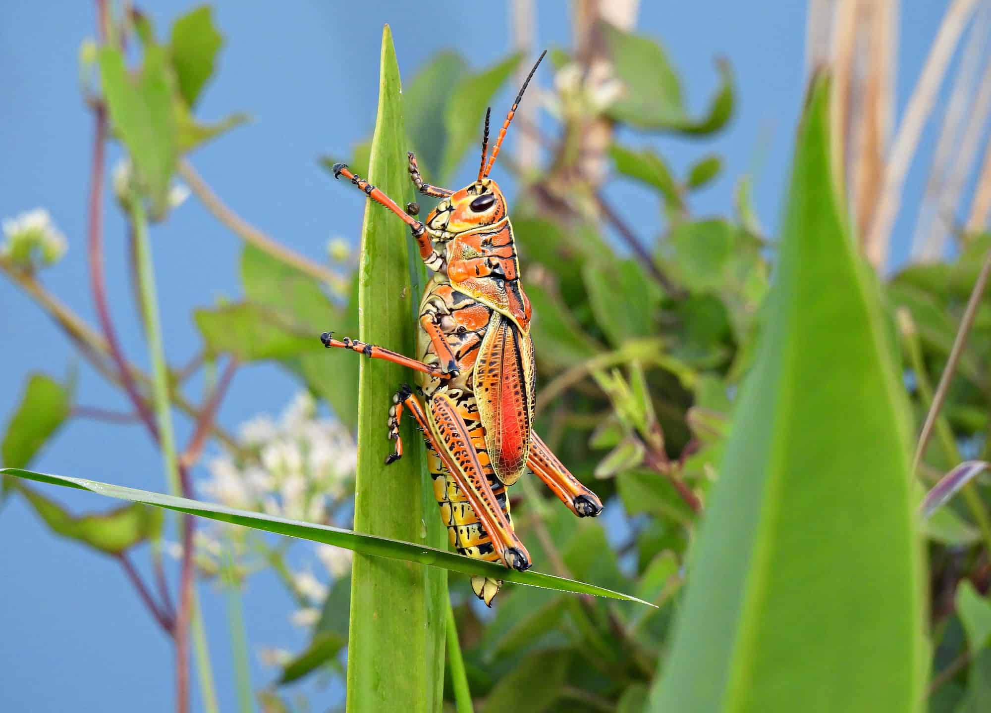 Cavalletta nera e gialla: come si chiama e dove vive?