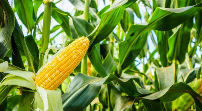 Come coltivare il mais: la tua guida completa

