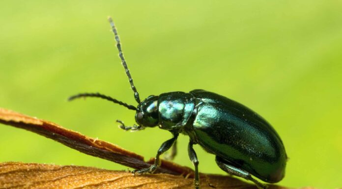 Scopri 10 tipi di coleotteri verdi
