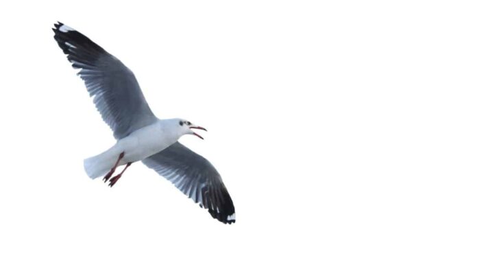 Guarda un gabbiano affamato che afferra un topo di strada e lo ingoia in un sol boccone
