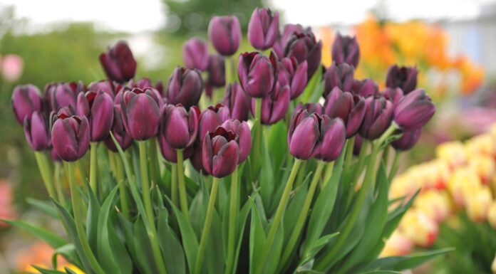 3 tulipani da coltivare in Idaho 3 tulipani da coltivare in Idaho