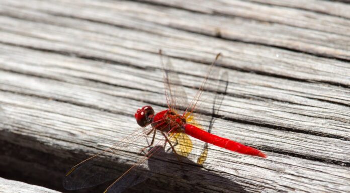 a red dragonfly perching on a tree branch
