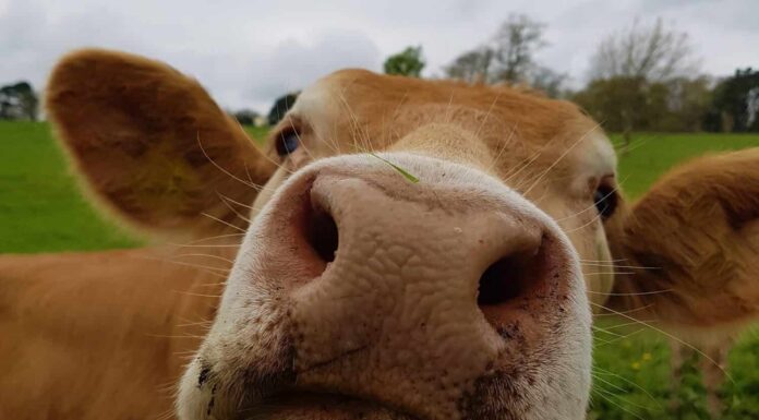 Incontra 'Rani' - La mucca più piccola del mondo a soli 20 pollici di altezza
