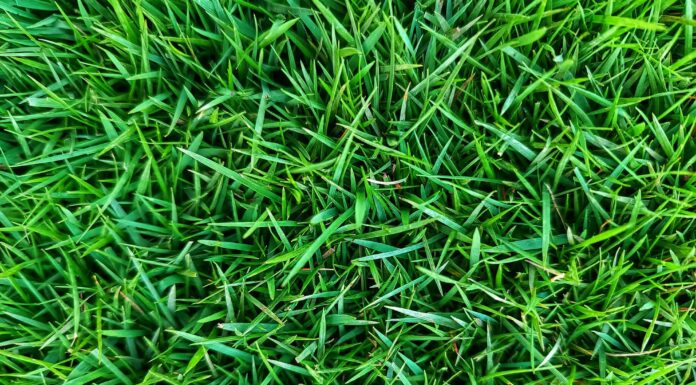 Zoysia Grass in Florida: migliori tipi, consigli per piantare e altro
