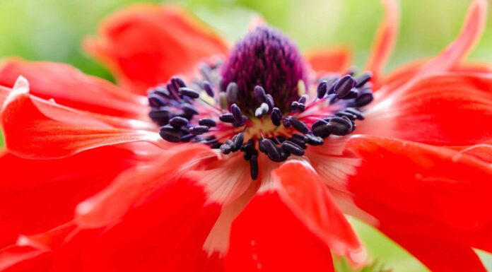 3 Tipi Di Bulbi Di Anemone
