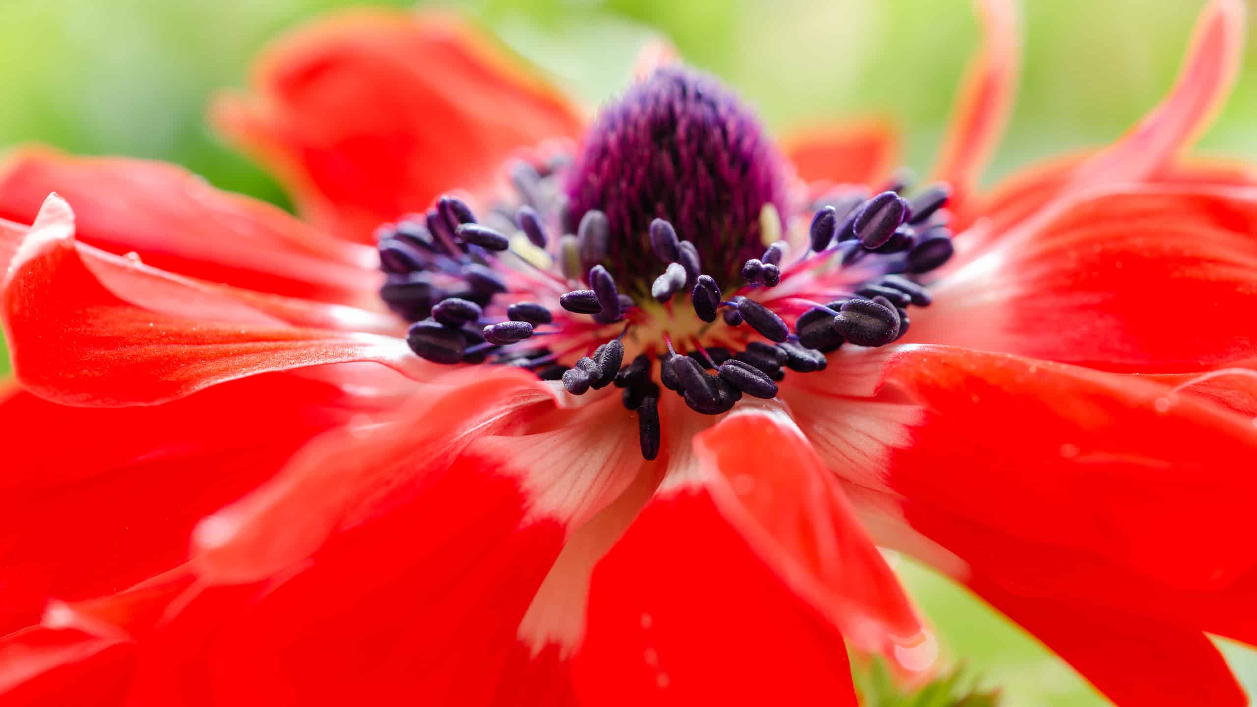 3 Tipi Di Bulbi Di Anemone