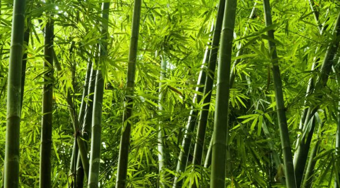 Lanscape of bamboo tree in tropical rainforest, Malaysia