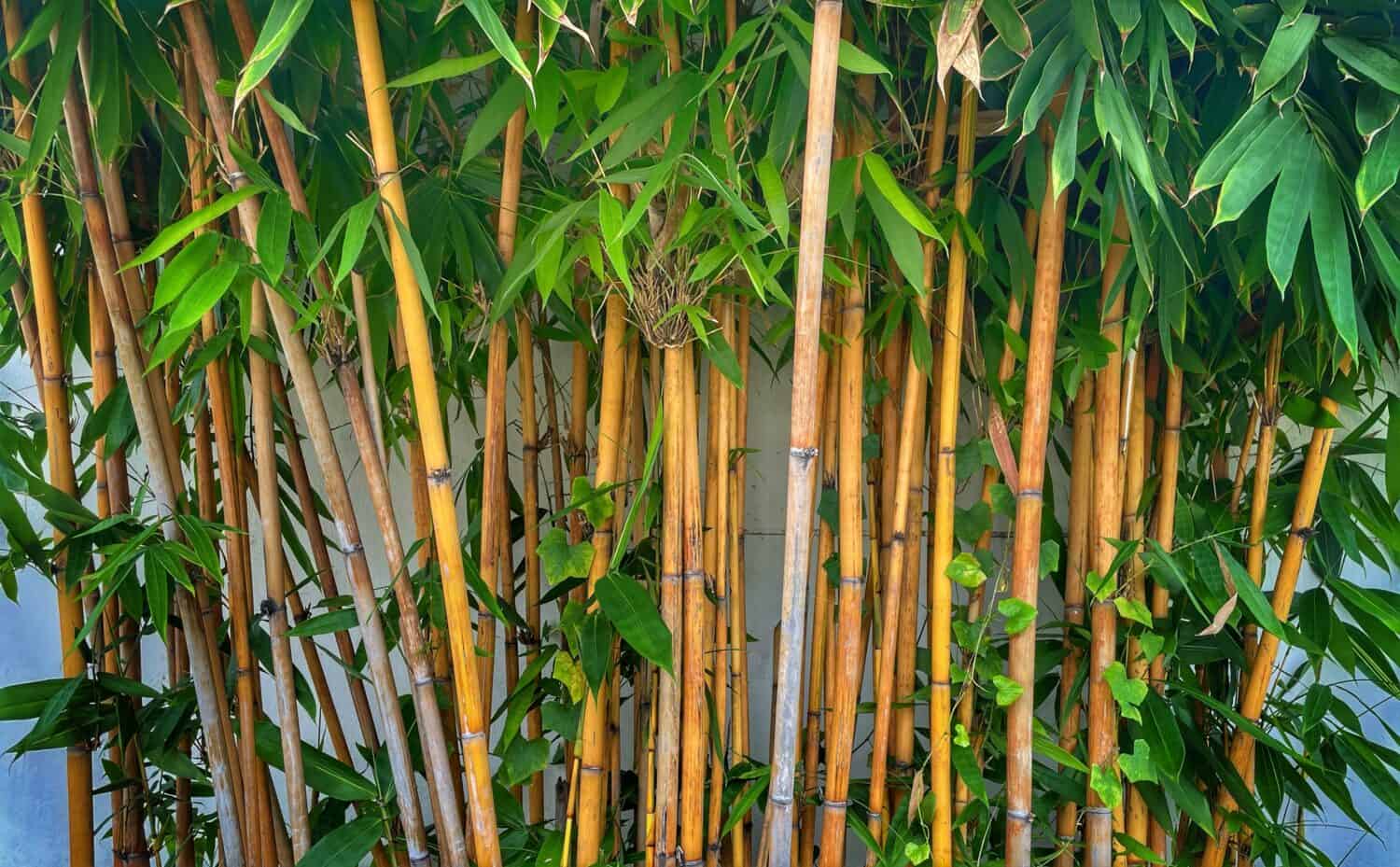lucky bamboo vs bamboo