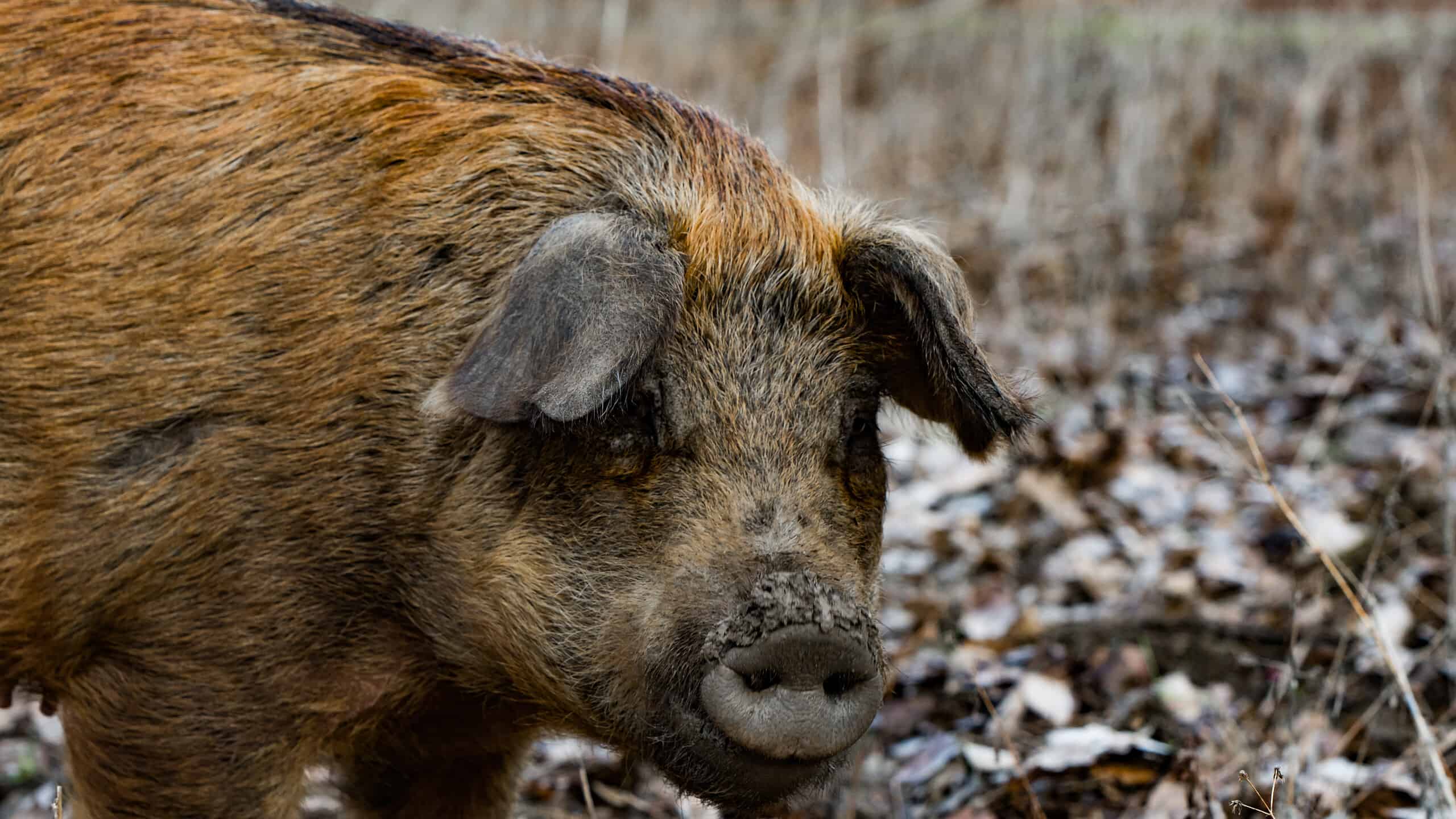 Scopri il set di "Super Pigs" feroci per invadere gli Stati Uniti dal Canada